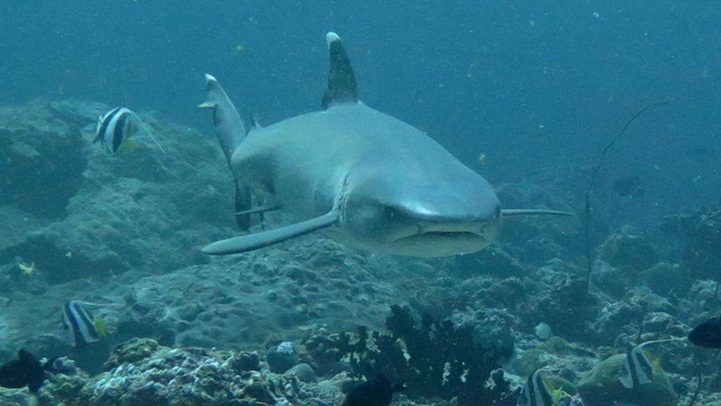3 Point Snorkeling - Image 5